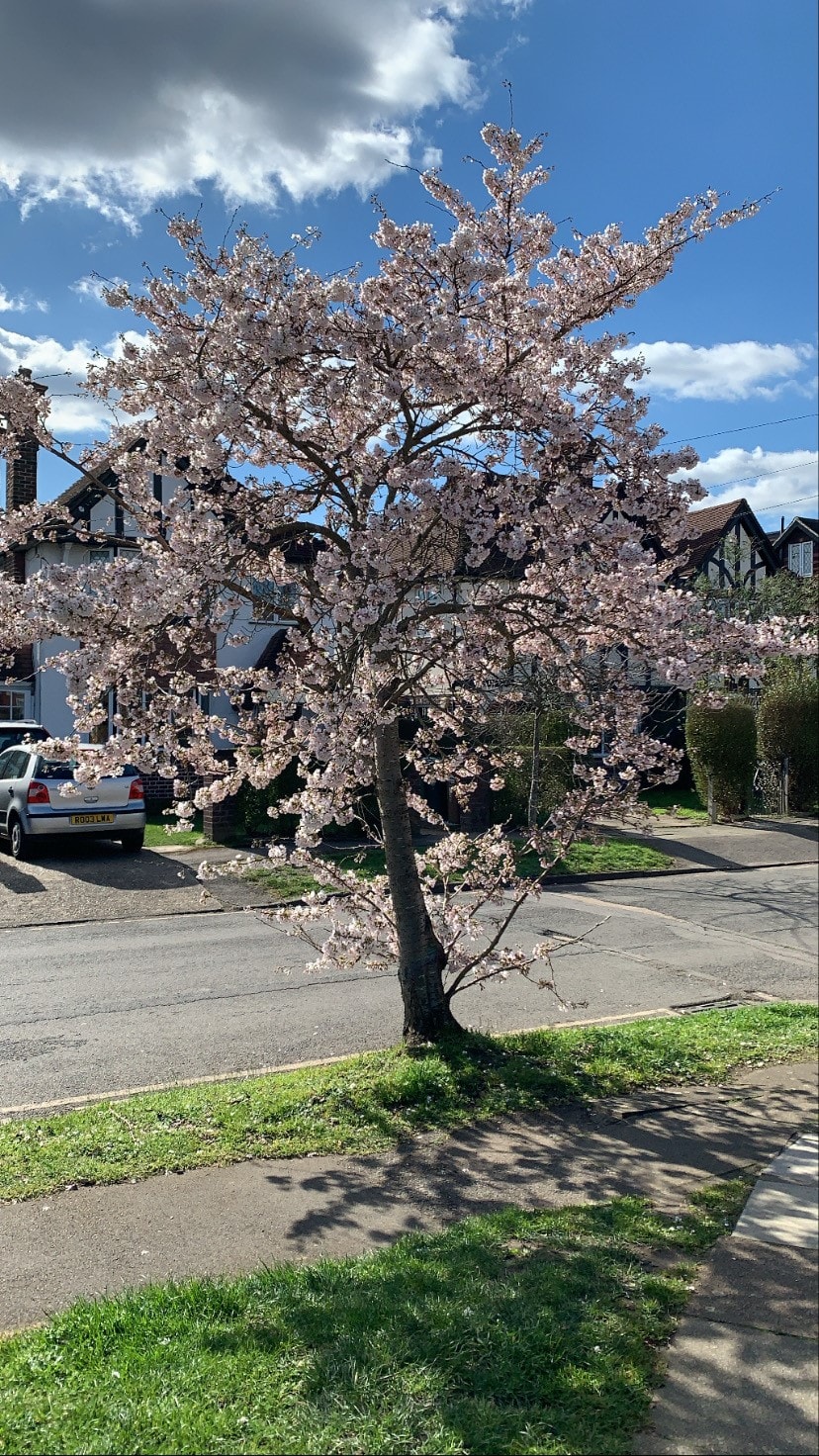 Debbie-Clarendon-School-Parent-Blossom-On-Village-Way